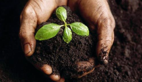 Seedling in dirt hands